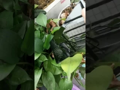 sơn tĩnh điện màu đen bóng